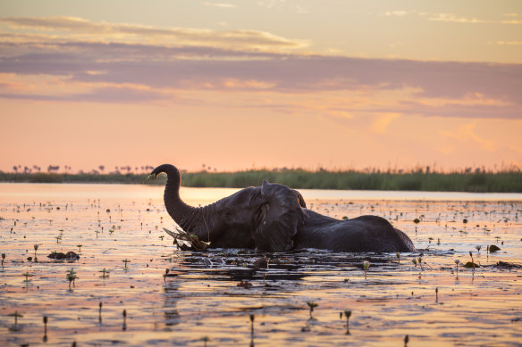 Going with the flow: Zbadanja Lagoon, part of the Linyanti Reserve. The Selinda Spillway connects this waterway with the Okavango Delta.