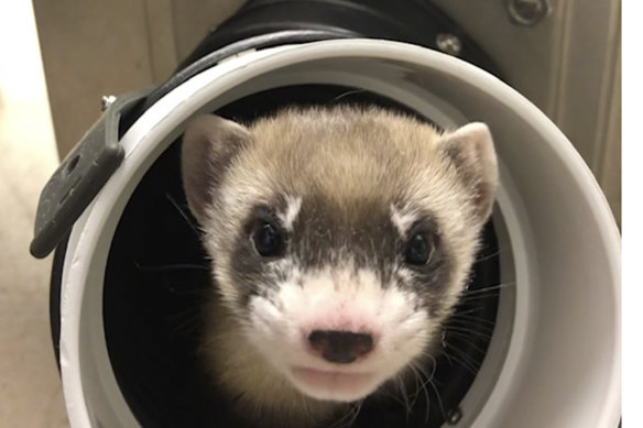 Elizabeth Ann, the first cloned black-footed ferret and first cloned US endangered species.