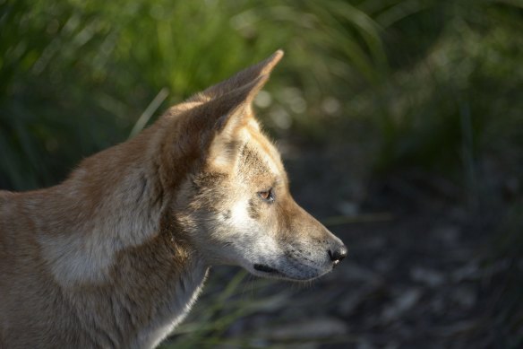 New research has upended the myth that pure dingoes no longer live in large regions of Victoria.
