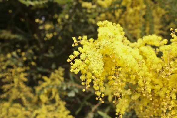 Wattle in bloom.