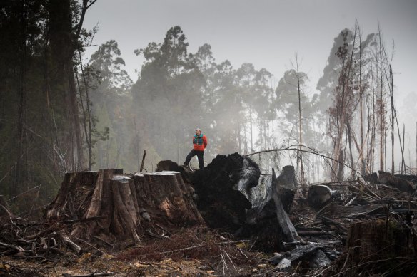 Logging coupes in the Huon Valley: Land clearing has been identified as a chief culprit in the escalating threat to Australia’s wildlife and habitat. 