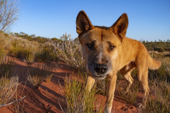 A dingo photographed in outback Western Australia.