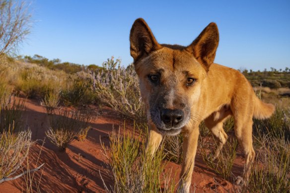Silver bullet for business The Aussie farmers bringing dingoes back Biology Diagrams