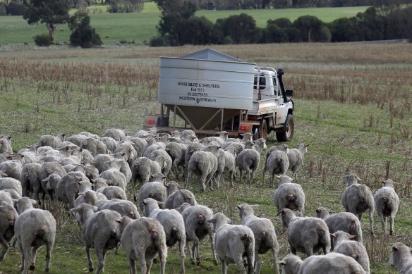 The U.S. lamb industry has petitioned the Biden administration to restrict imports of lamb from Australia and New Zealand.
