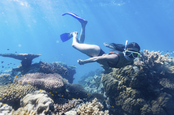 Snorkel the famous Reef without the masses with Ocean Safari.