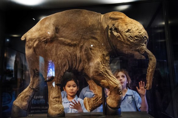 The best preserved mammoth ever found, a 42,000-year-old baby named Lyuba, was shown at an exhibition at the Australian Museum in Sydney in 2017.  