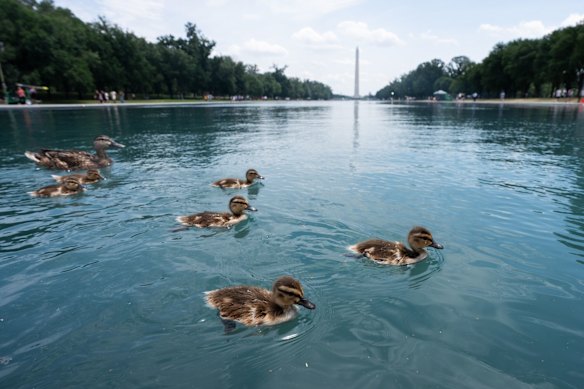Ducks show little sign of bird flu but can spread the virus. 