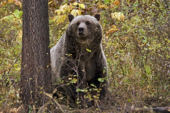 Autumn is when conflict between grizzly bears and humans peaks.