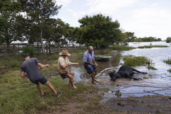 Local residents, who were heading back to their now isolated Grafton property, try to save a cow from flood waters. 