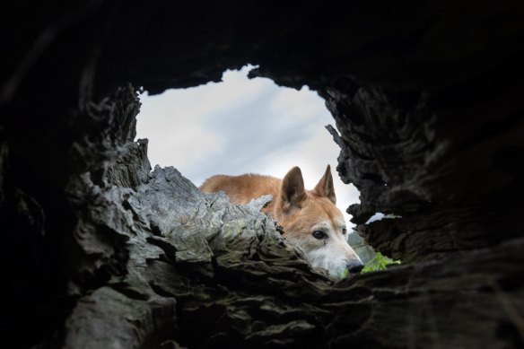 One of the dingoes at the Dingo Discovery Sanctuary and Research Centre.