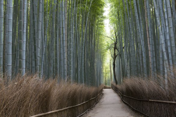 Calm, eerie wonder: Bamboo Grove in Arashiyama.