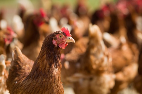 Free-range chickens are  a significant risk of infection from the highly transmissible H5N1 bird flu.