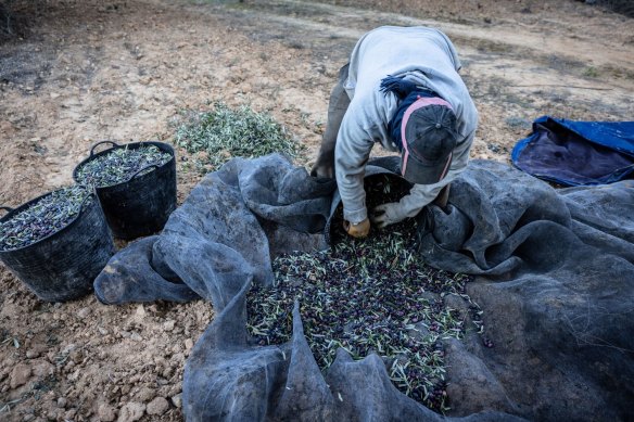 A worker unloads olives onto a collection blanket during a harvest  in Spain.