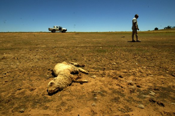 Steven Gibbs walks in a dry section of Lake Burrendong in western NSW, which is now below 5 per cent full.