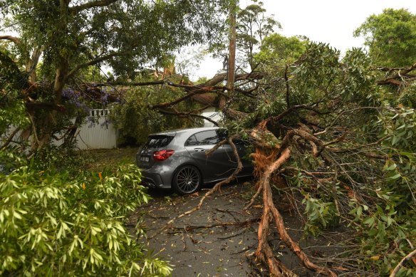 Storm damage in Davidson, in Sydney's north.