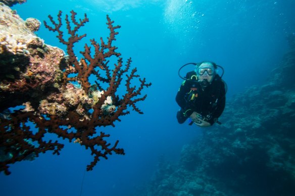 Coral reefs will be particularly affected by warming sea temperatures, with much of their diversity likely to be lost in a warming world.