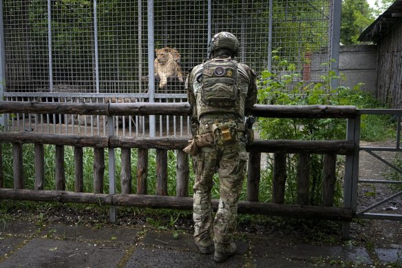 A Russian soldier looks at a couple of lions at the zoo in Mariupol, eastern Ukraine.