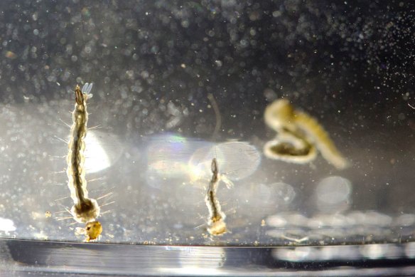 Aedes Aegypti mosquito larvae swim in a container at the Florida Mosquito Control District Office in Marathon.