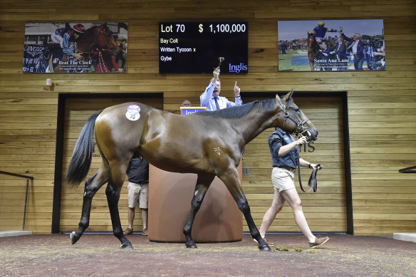 The Written Tycoon-Gybe colt  topped the Inglis Premier Sale.