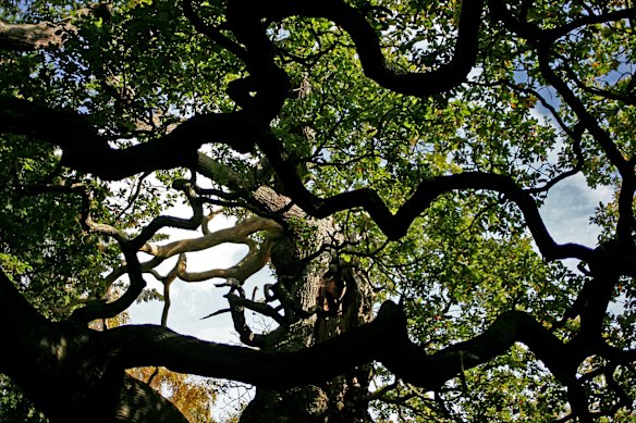 The Major Oak was spared from the saw and has been protected by a fence since the 1970s.