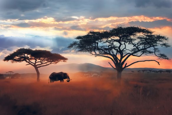 Wild African elephant in the savannah of Serengeti National Park. 