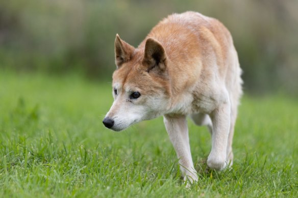 Dingoes were once common across Australia, but conflict with livestock graziers has seen these large predators persecuted and removed from areas where they once lived.
