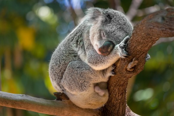 Koala in a eucalyptus tree in bushland in Victoria, Australia.

