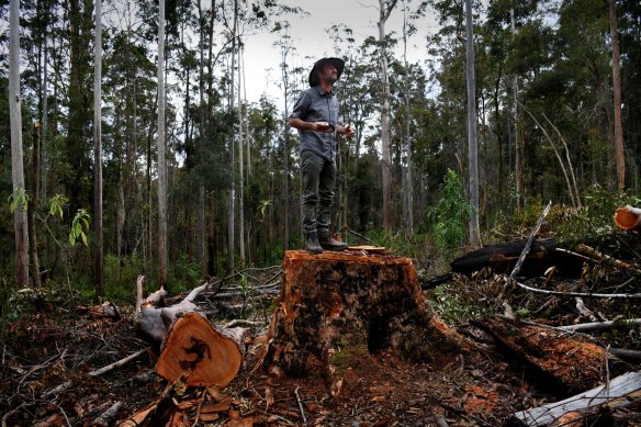 Mark Graham on the stump of a felled Tallowwood tree in a state forest.