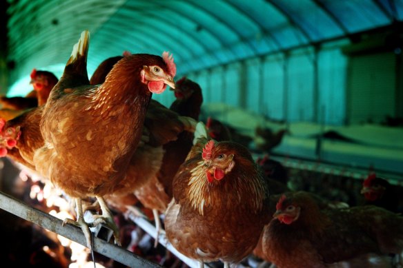 Industrial farming has taken over.