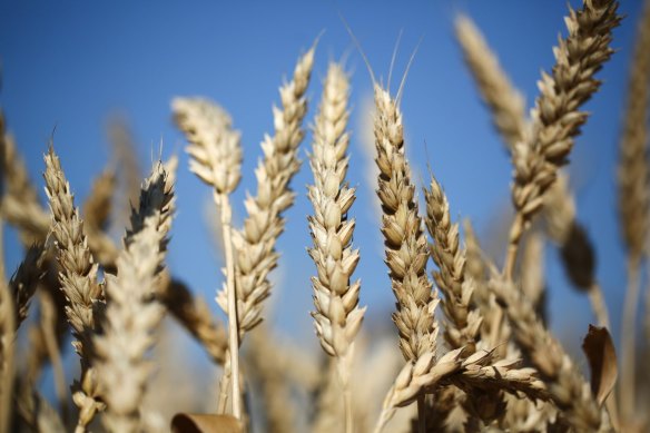 Russia’s invasion of Ukraine is driving up wheat prices and is the impetus for a curious move in markets.