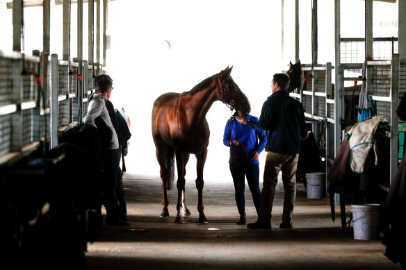 Kings Will Dream, pictured ahead of last year's Caulfield Cup.