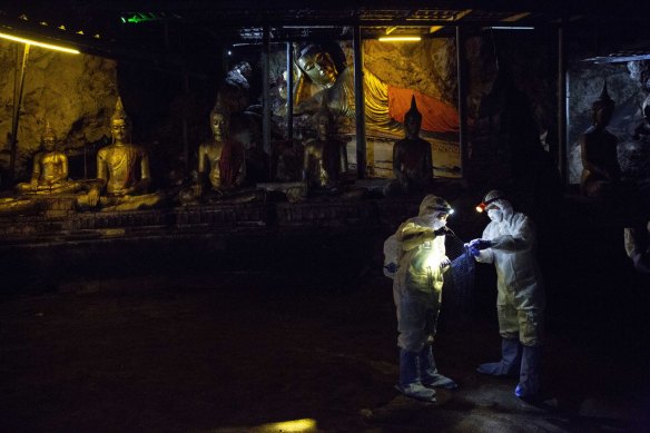 A team of researchers set up a net to catch bats at the Khao Chong Pran Cave in Ratchaburi, Thailand in September 2020.