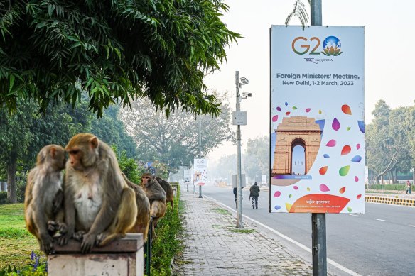 Red-faced macaques are the welcoming party Delhi does not want waiting for world leaders at the G20 summit.