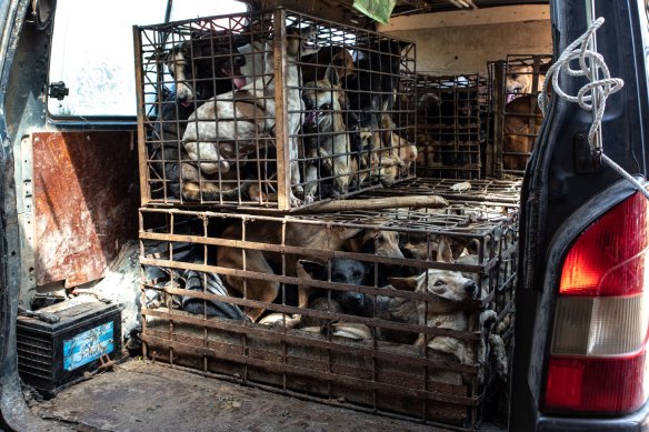 Dogs in cages in the back of a van in Cambodia. 