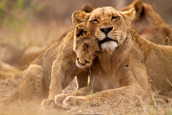 Cat cuddles: lions in Timbavati, South Africa. 