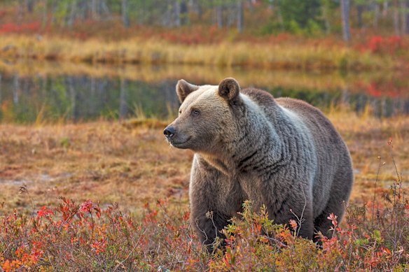 Wild brown bears roam the area between April and October.