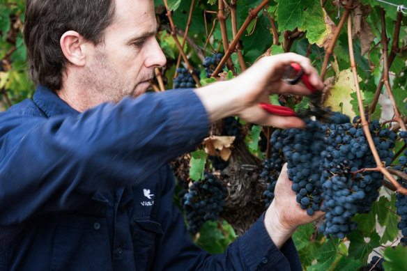 Bart Molony harvesting cabernet grapes at Vasse Felix, Margaret River.