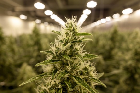 Flowering cannabis plants at a legal cannabis grow room in Germany, which has become Europe’s largest medicinal cannabis market.