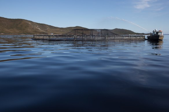 Tasmanian salmon farming has become a political flashpoint.