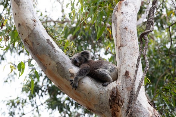One of the koalas in the Port Stephens Koala Sanctuary. The next threat may come from increased clearing of forests on private land.