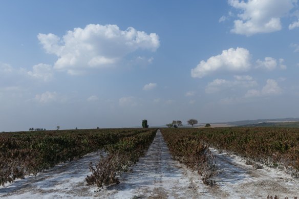 Coffee plants affected by drought in Sao Paulo, Brazil in September 2024.