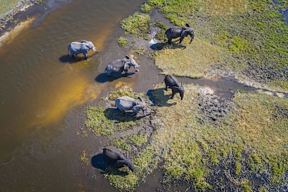 Elephants and the Okavango Delta, Botswana.