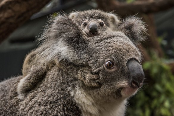 The Berejiklian government came close to splitting over the koala planning policy last year. A new deal has been thrashed out between Planning Minister Rob Stokes and John Barilaro, the Deputy Premier and head of the Nationals.