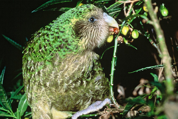 The kakapo, or owl parrot, finished in the top five birds of the year for 2019.