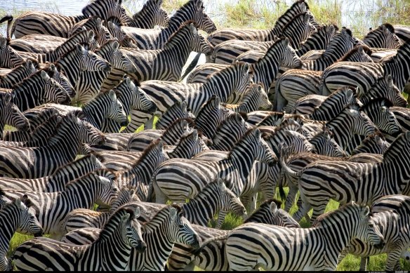 Zebra herds begin their migration in Botswana in November.