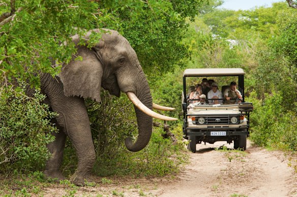 Game drive in Kruger National Park, South Africa … safaris are a big drawcard, but it’s just one part of the continent’s charisma.
