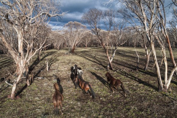 Feral horses on Long Plain in the Kosciuszko National Park. 