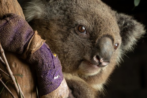 One of the lucky ones: a female koala recovers at the Native Wildlife Rescue Centre in Robertson, eastern NSW.