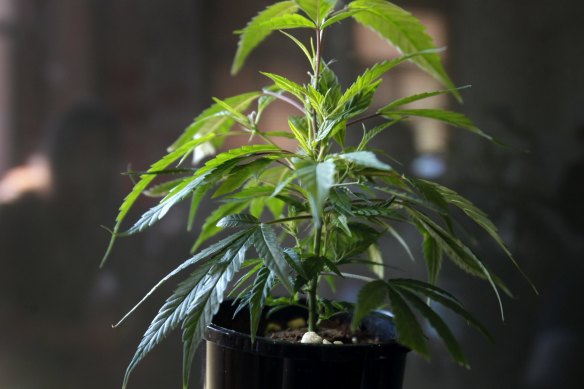 The study will be funded by Australian pharmaceutical development company Incannex Healthcare, which is also developing medicinal cannabis treatments for conditions including traumatic brain injury.