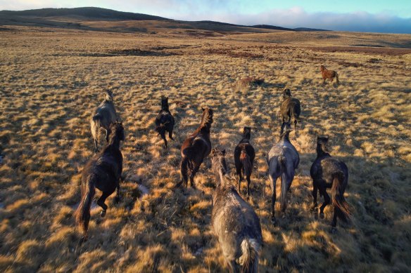 Brumbies in the high grasslands near Kiandra in the Snowy Mountains. 